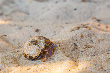 A sea snail walking along Cocalito Beach in Punta de Sal in the Caribbean Sea, Tela. Honduras