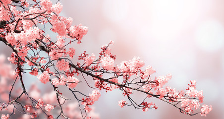 Fototapeta Beautiful nature spring background with sakura flowers obraz