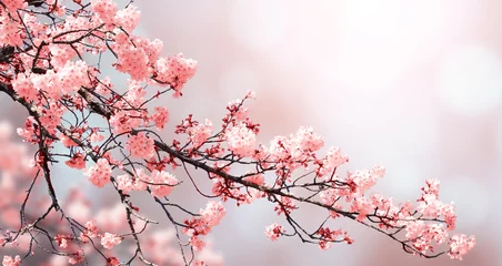 Fotobehang Beautiful nature spring background with sakura flowers © frenta