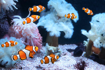 Sea anemone and clown fish - obrazy, fototapety, plakaty