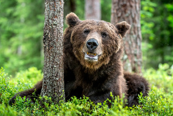 Obraz na płótnie Canvas Wild Adult Male of Brown bear in the pine forest. Close up portrait. Scientific name: Ursus arctos. Natural habitat.