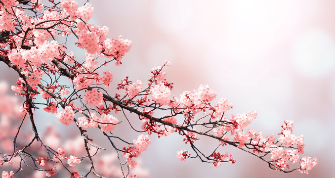 Beautiful Nature Spring Background With Sakura Flowers