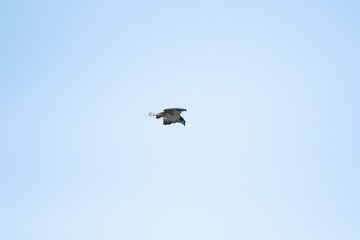 Osprey flying in Miyazaki city, Japan