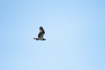 Osprey flying in Miyazaki city, Japan