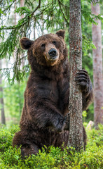 Brown bear stands on its hind legs by a tree in a pine forest. Adult Male of Brown bear in the summer pine  forest. Scientific name: Ursus arctos. Natural habitat.