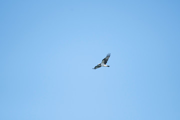 Osprey flying in Miyazaki city, Japan