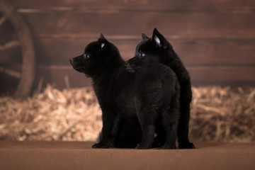 Two little friendly puppies of Schipperke breed on a background in a rustic style