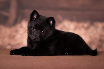 Little black puppy of Schipperke breed lies on a background in a rustic style