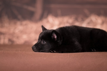 Little sad black puppy of Schipperke breed sadly lies on a background in a rustic style