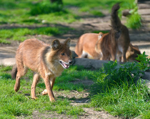 Dhole, Cuon alpinus, an Asian canid