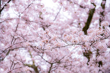 Cherry Blossom in spring with Soft focus, Sakura season in South Korea or Japan ,Background..
