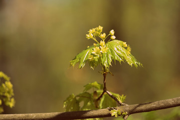 Flowers and young leaves of a maple tree in spring day close-up. Retro style toned.