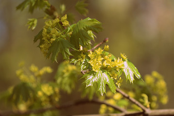 Flowers and young leaves of a maple tree in spring day close-up. Retro style toned.