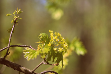 Flowers and young leaves of a maple tree in spring day close-up. Retro style toned.