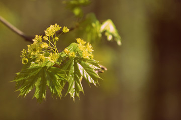 Flowers and young leaves of a maple tree in spring day close-up. Retro style toned.