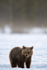 Obraz premium Bear cub in winter forest. Winter forest at morning mist sunrise. Natural habitat. Brown bear, Scientific name: Ursus Arctos Arctos.