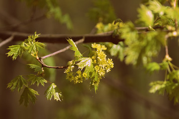 Flowers and young leaves of a maple tree in spring day close-up. Retro style toned.
