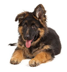German shepherd puppy isolated on white background