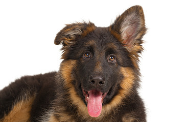 German shepherd puppy isolated on white background