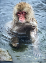 Japanese macaque in the water of natural hot springs. The Japanese macaque ( Scientific name: Macaca fuscata), also known as the snow monkey. Natural habitat, winter season.