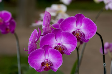 Purple Orchid, Phalaenopsis Amabilis, Orchid Family