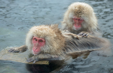 Japanese macaque in the water of natural hot springs. The Japanese macaque ( Scientific name: Macaca fuscata), also known as the snow monkey. Natural habitat, winter season.
