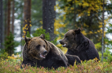 Big Adult Male of Brown bears in the autumn forest. Scientific name: Ursus arctos. Natural habitat.