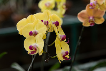 Yellow Phalaenopsis Amabilis, Orchid Family
