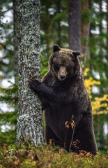 A bear stands by a tree on its hind legs in  Autumn forest. Scientific name: Ursus arctos. Natural habitat. .
