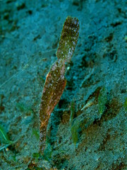 The amazing and mysterious underwater world of Indonesia, North Sulawesi, Manado, leaf fish