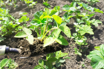 Stems with leaves and roots of strawberries on a garden trowel on the background of the garden bed