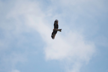 Black kite flying in MIyazaki city, Japan