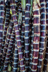 Sugarcane harvest, details of a purple cane 