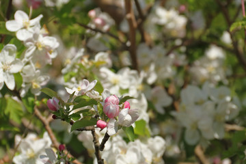 Obstblüten