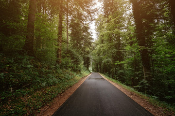 Fototapeta na wymiar the road in the summer or spring forest