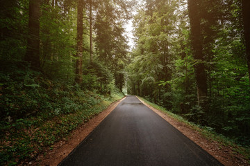Fototapeta premium the road in the summer or spring forest