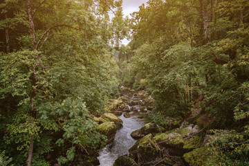 Misty River Through a green Forest in summer