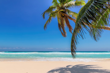 Paradise beach with white sand and coconut palms. Summer vacation and tropical beach concept.	