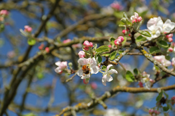 Obstblüten