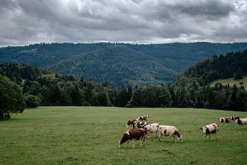 Fototapeta na wymiar Cows grazing in tyrol alps on the mountains milk cheese advertisement