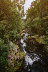 Obraz premium Misty River Through a green Forest in summer
