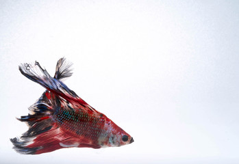 Fototapeta premium The Moving Moment of Blue Red Orange Grey Half Moon Betta Splendens or Galaxy Siamese Fighting Fish on White Background