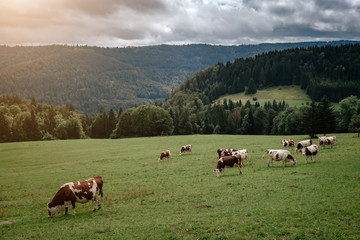 Fototapeta na wymiar Cows grazing in tyrol alps on the mountains milk cheese advertisement