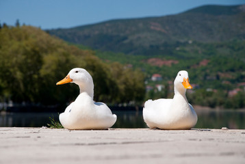 two ducks on the lake