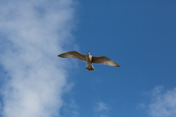 Seagull Across A Blue Sky