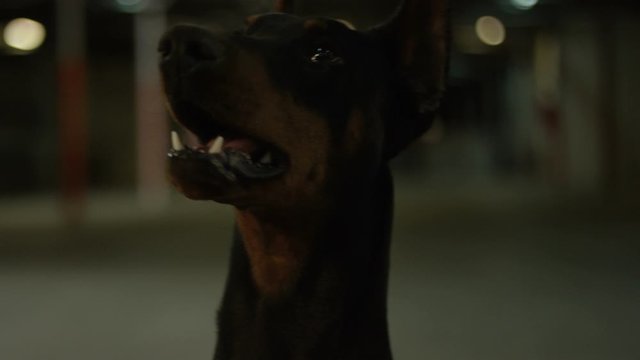 Black Doberman Pinscher dog is woof