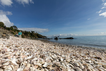Fototapeta na wymiar Thousands of empty shells of eaten oysters discarded on sea floor in Cancale, famous for oyster farms. Brittany, France