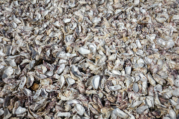 Thousands of empty shells of eaten oysters discarded on sea floor in Cancale, famous for oyster farms.  Brittany, France