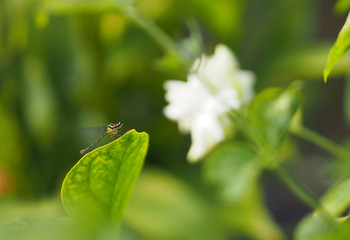 Dragonfly on leaves Jasmine white flower in garden, blurred of nature background