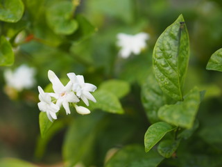 Jasmine white flower in garden, Fragrant flowers on blurred of nature background
